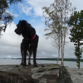 Hondenfoto van Ciska en Spanjaardje Moh (Bambi r.i.p.)