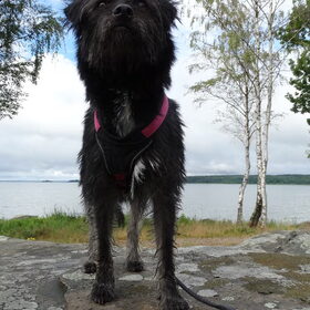 Hondenfoto van Ciska en Spanjaardje Moh (Bambi r.i.p.)