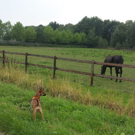 Hondenfoto van Sanne & Denise, Fanny, Vita