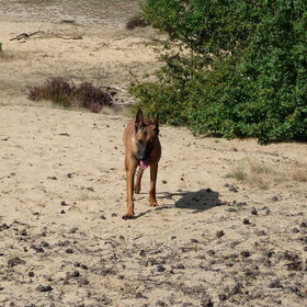 Warm hoor in dat zand...
