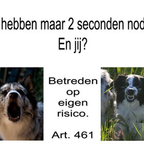 Hondenfoto van Angelique; Bruno, Charlie & Fenna  