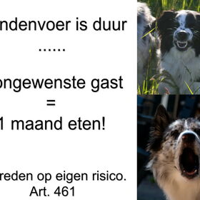 Hondenfoto van Angelique; Bruno, Charlie & Fenna  
