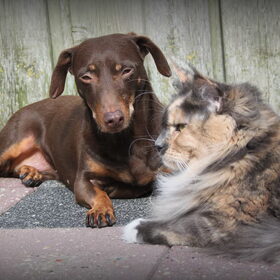 Hondenfoto van Nantastic!© Casa di Coontastic 