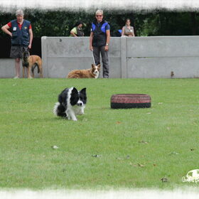 Hondenfoto van Shauni  *Sky~Jinx~Sansa~Hypno*