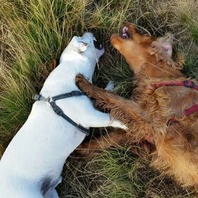 Hondenfoto van Rachelle & Hummie 