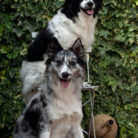 Hondenfoto van Angelique; Bruno, Charlie & Fenna  