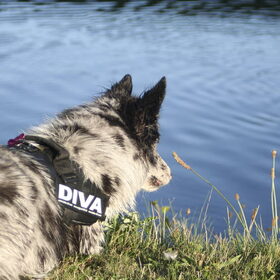 Hondenfoto van Angelique; Bruno, Charlie & Fenna  