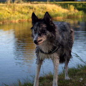 Hondenfoto van Angelique; Bruno, Charlie & Fenna  