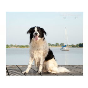 Hondenfoto van Angelique; Bruno, Charlie & Fenna  