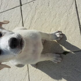 Kylan al 10weekjes! Wordt al snel groot!