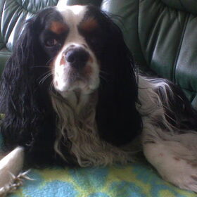 dit is onze diesel,hij is geen speelvogel maar wel 1ste klasse…
