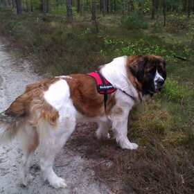 Hondenfoto van Coby & Wanda en Mathilde