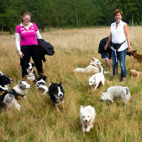 Hondenfoto van liesbeth,Turbo,Luna, Levi en Faith