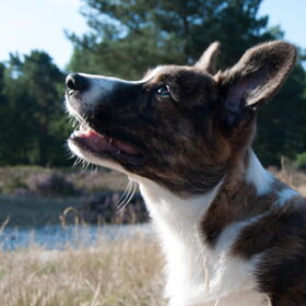 Hondenfoto van Nathalie, Harley & Mr. Deeks