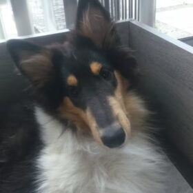 Hondenfoto van ~ Luna & Lèxi ~