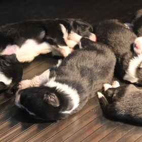Puppy's!
