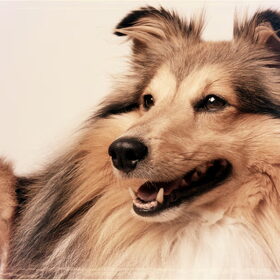 Hondenfoto van Just The Max   