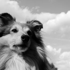 Hondenfoto van Just The Max   