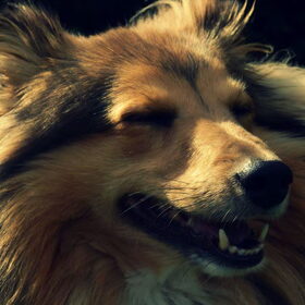 Hondenfoto van Just The Max   