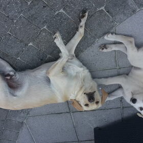 Hondenfoto van Melissa  ~Angel & Kylan~