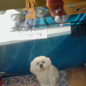 Ik mis myn lieve queenie