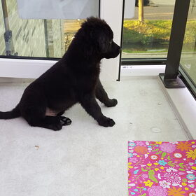 Vanaf het balkon houd Bowie alles in de gaten