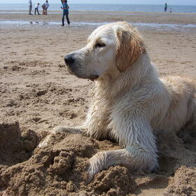 Naar het strand (01-05-09)