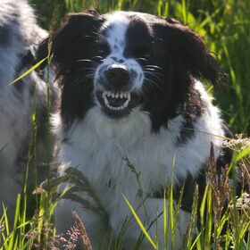 Hondenfoto van Angelique; Bruno, Charlie & Fenna  