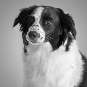 Hondenfoto van Angelique; Bruno, Charlie & Fenna  