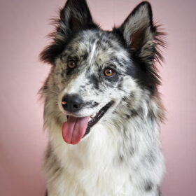 Hondenfoto van Angelique; Bruno, Charlie & Fenna  