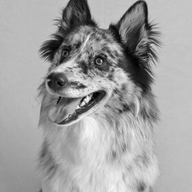 Hondenfoto van Angelique; Bruno, Charlie & Fenna  