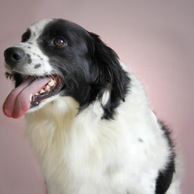Hondenfoto van Angelique; Bruno, Charlie & Fenna  