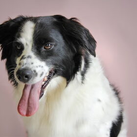 Hondenfoto van Angelique; Bruno, Charlie & Fenna  