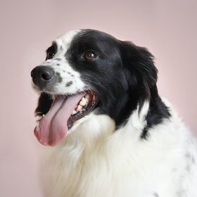 Hondenfoto van Angelique; Bruno, Charlie & Fenna  
