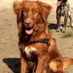 Hondenfoto van jannine & Jasper