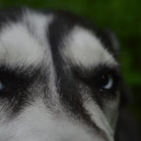 Hondenfoto van Jeanine :)