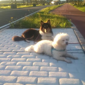 Hondenfoto van ~ Luna & Lèxi ~