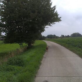 Hondenfoto van T*A*R*A*,  *M*A*C*†  en  K*Y*L*I*E*†