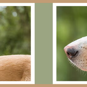Hondenfoto van Demi - Nova, Jairo, Loki & Kaiyu 