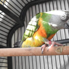 Hondenfoto van patricia,  *Spikey* Nino & Lola
