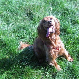 Hondenfoto van Rachelle & Hummie 