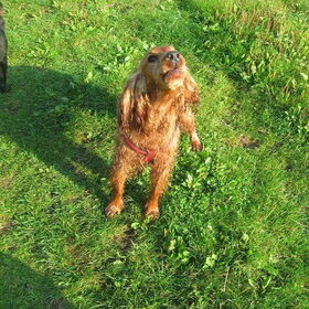 Hondenfoto van Rachelle & Hummie 