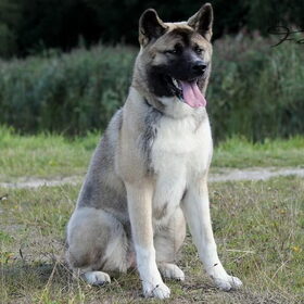 Hondenfoto van Jackie en Kiba:)