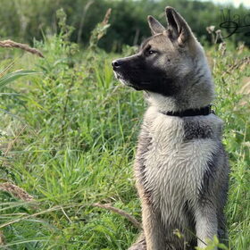 Hondenfoto van Jackie en Kiba:)