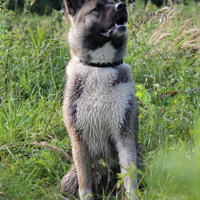 Hondenfoto van Jackie en Kiba:)