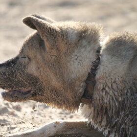 Hondenfoto van Jackie en Kiba:)