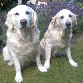 Rachel en Daisy in de tuin. Ik heb 18 jaar lang 2 hele lieve…