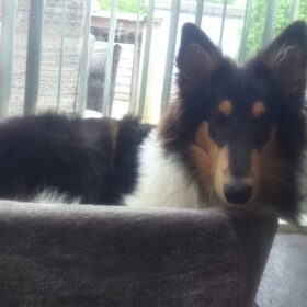 Hondenfoto van ~ Luna & Lèxi ~