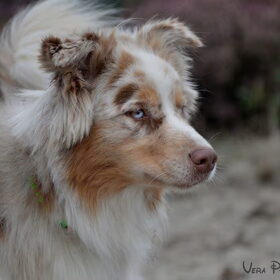 Hondenfoto van Vera met Abby & Cantor !