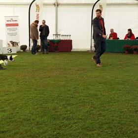 Belgian Border Collie Club show 20-09-2015